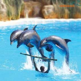 تصویر پارک دلفین های کیش